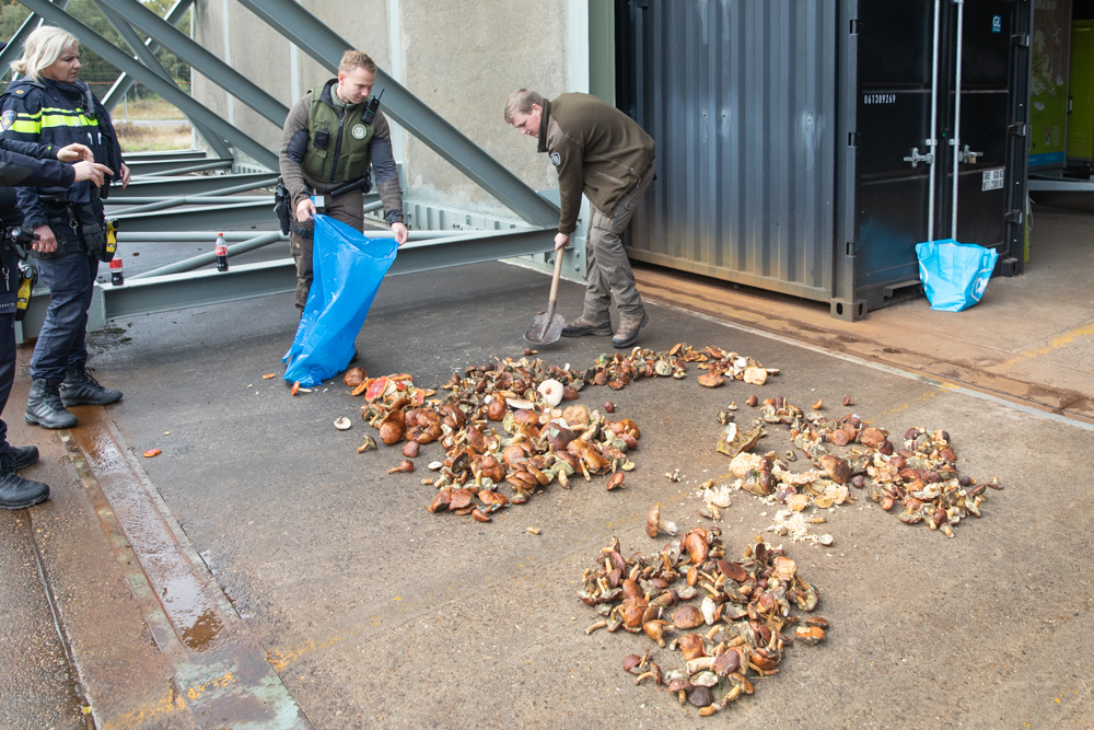 Wildplukkers betrapt met ruim 36 kilo illegaal geplukte paddenstoelen