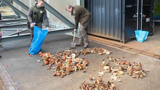 Wildplukkers betrapt met ruim 36 kilo illegaal geplukte paddenstoelen