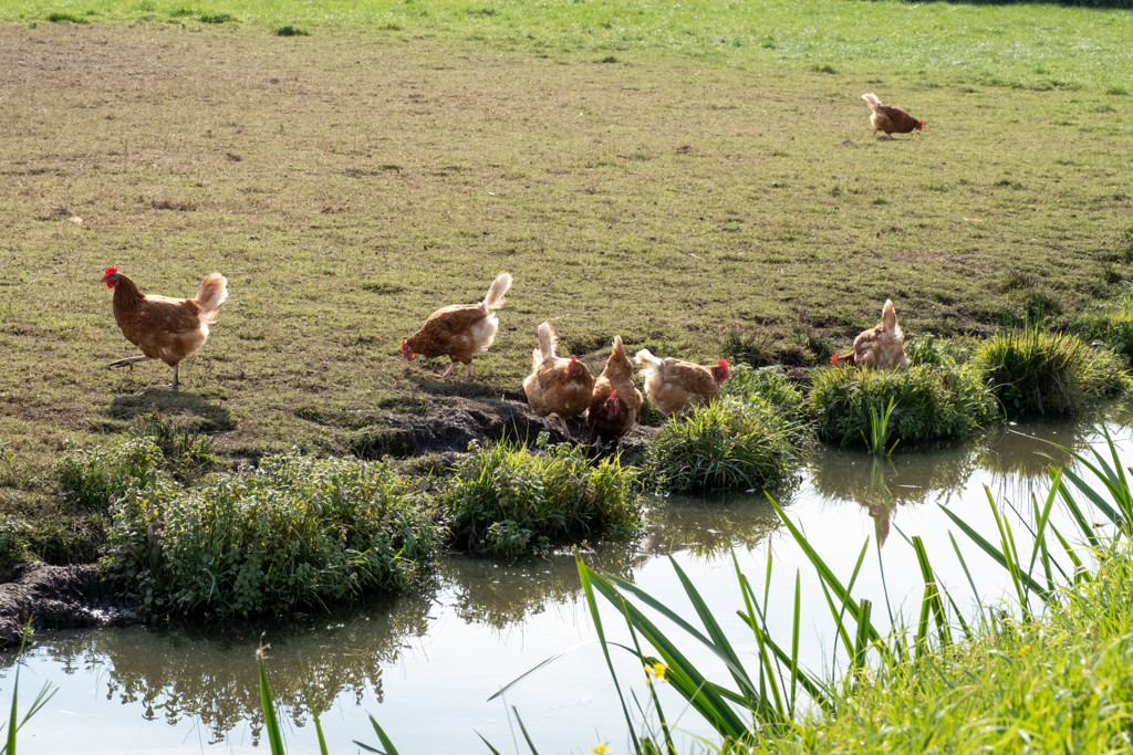 Eerste besmetting vogelgriep sinds maart dit jaar in Drenthe