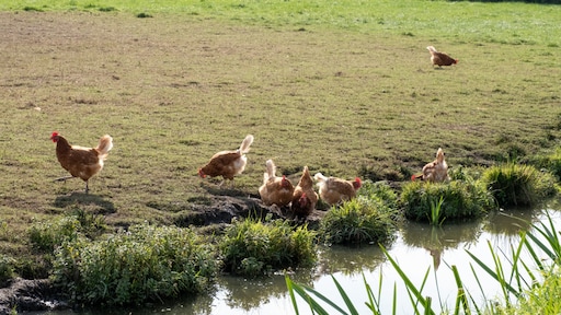 Eerste besmetting vogelgriep sinds maart dit jaar op pluimveebedrijf Drenthe