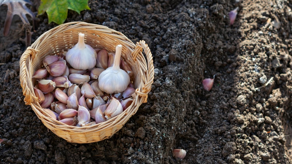 Van één knoflookteen uit de supermarkt naar een hele bol: dít is de truc