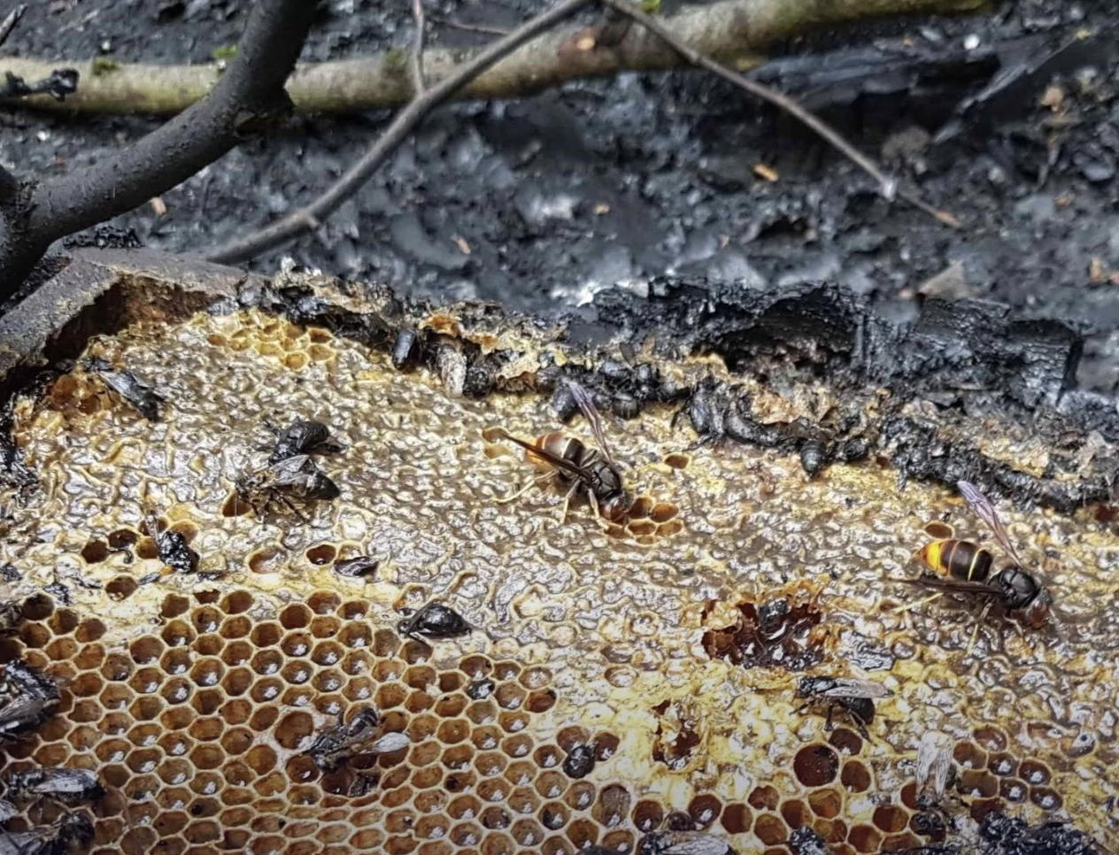 Brand gesticht in tien bijenkasten in Almere: 500.000 bijen dood