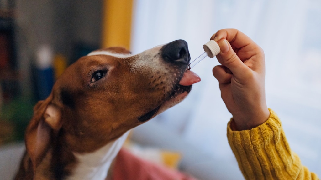 Hebben huisdieren ook extra vitamines en supplementen nodig in de winter?
