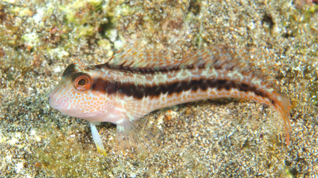 De ringnek slijmvis.