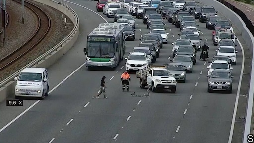 Botsing en grote file op snelweg Australië door overstekende eenden