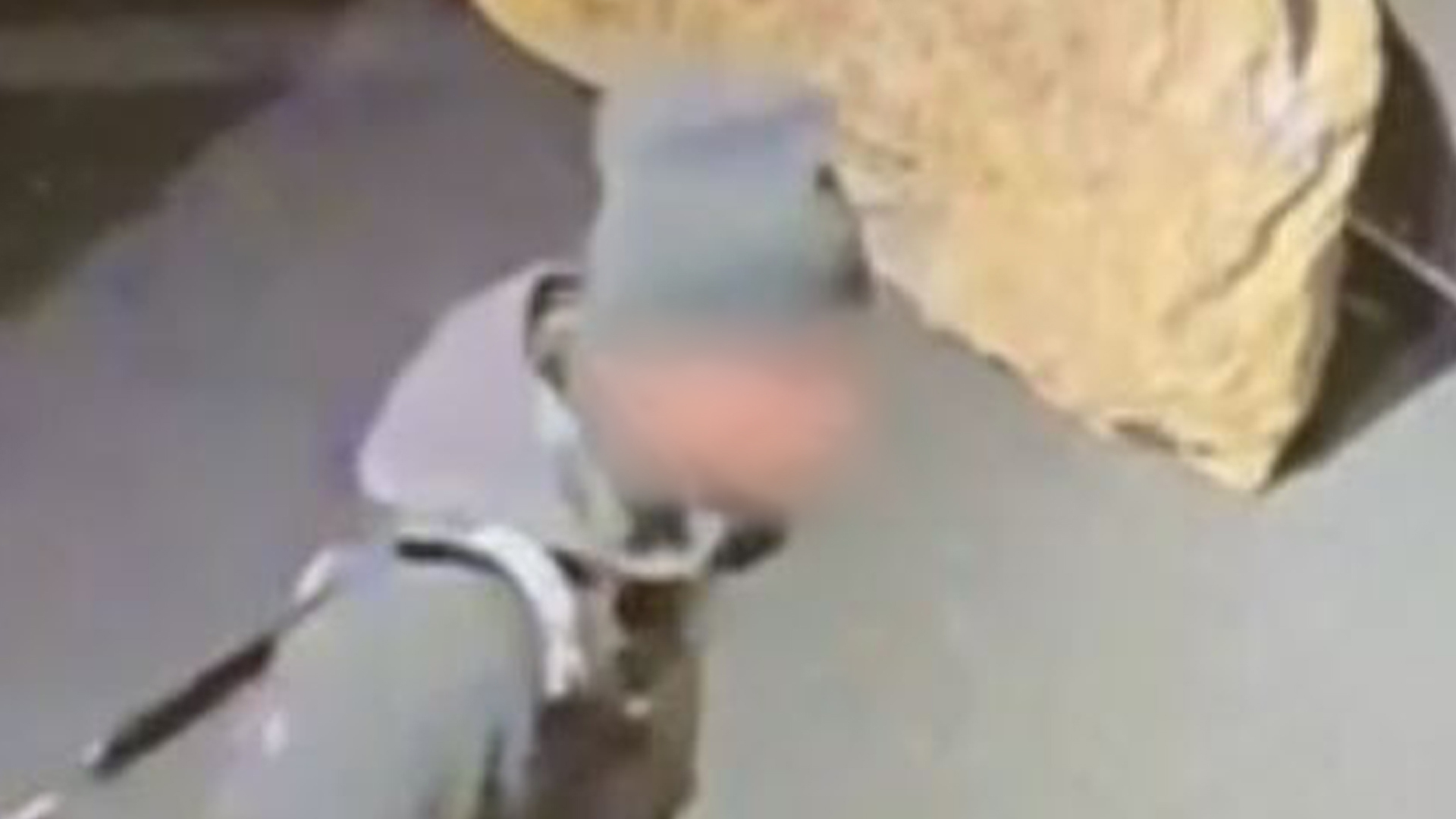 Andrei B. neemt een brutaal kijkje in de expositievleugel van het Drents Museum waar Roemeense kunstschatten worden tentoongesteld.