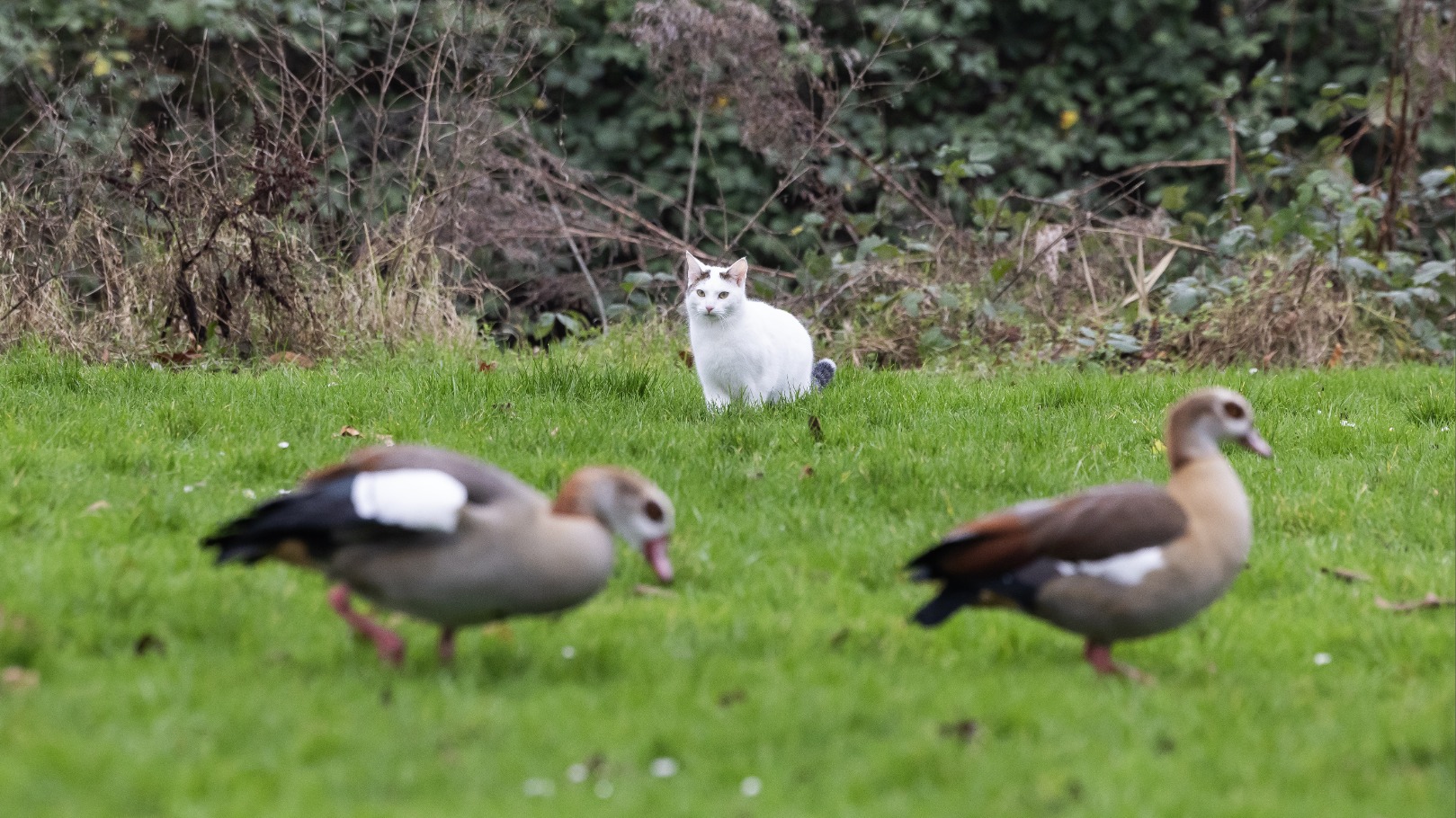 De kat staat klaar om op de ganzen te jagen.