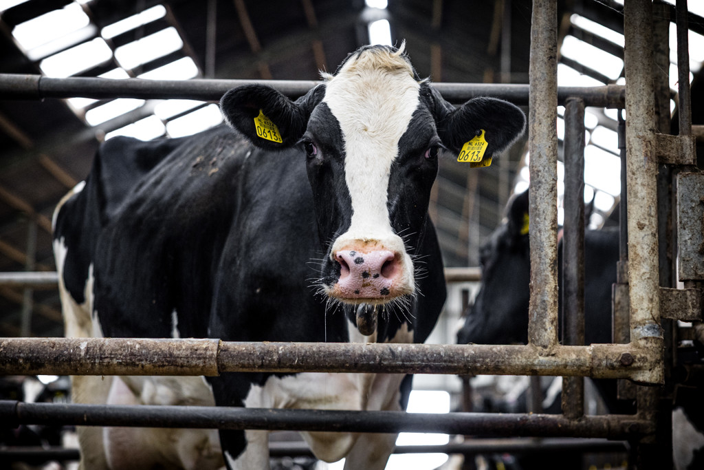 Forse ingreep in veestapel dreigt om natuurdoelen te halen