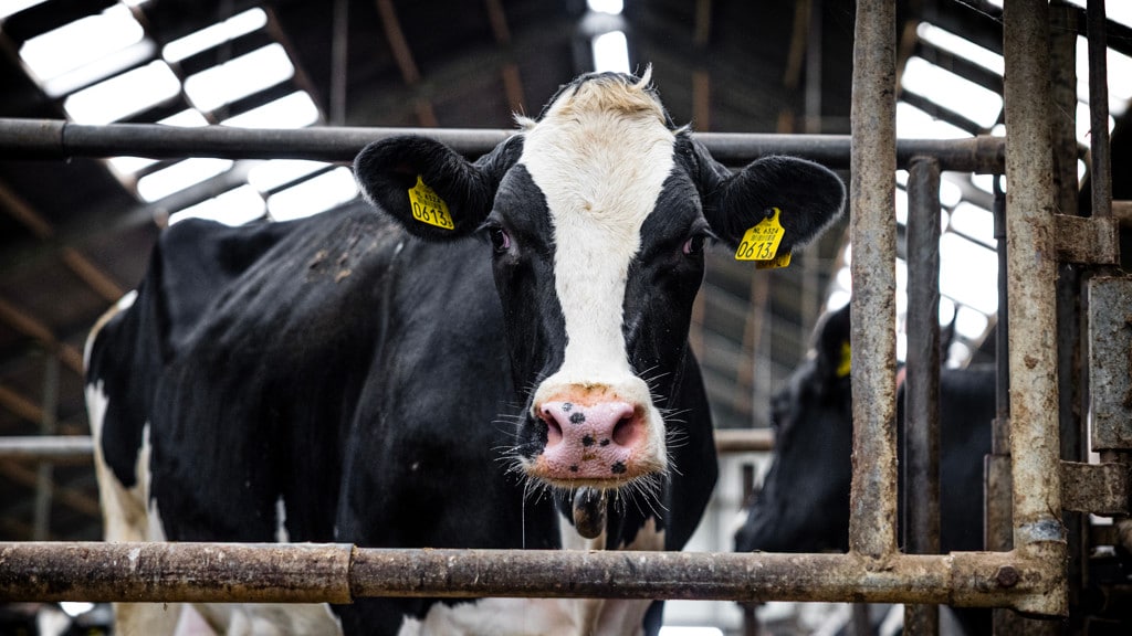 Forse ingreep in veestapel dreigt om natuurdoelen te halen