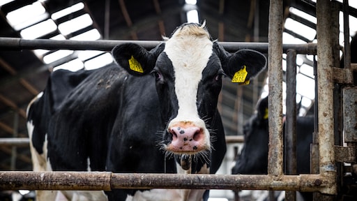 Forse ingreep in veestapel dreigt om natuurdoelen te halen
