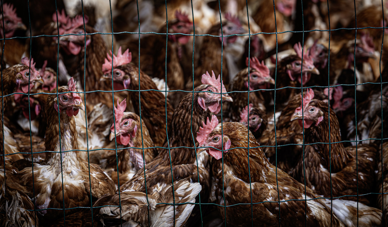 Landelijke ophokplicht voor pluimvee vanwege vogelgriep