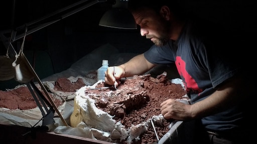 Archeologen vinden een van de oudste dinoskeletten ooit: 'Absoluut de jackpot'