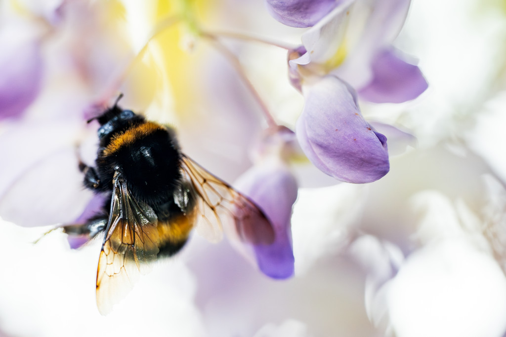 Alarmerend: 10 miljoen hommels dreigen uit Nederland te verdwijnen