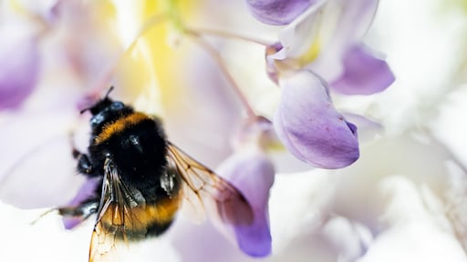 Alarmerend: 10 miljoen hommels dreigen uit Nederland te verdwijnen