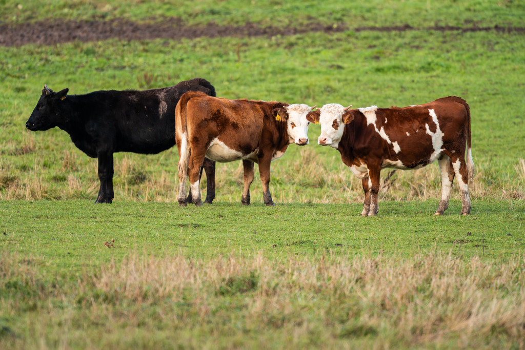 Kabinet wil nieuwe ondergrens stikstof op 1 januari invoeren, maar onzeker of het lukt