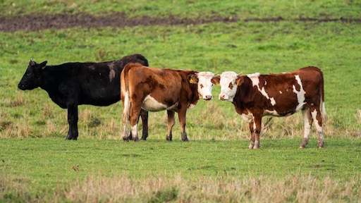 Kabinet wil nieuwe ondergrens stikstof op 1 januari invoeren, maar onzeker of het lukt