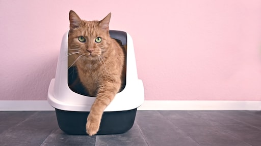 Stinkende kattenbak? Zo ruik je 'm veel minder