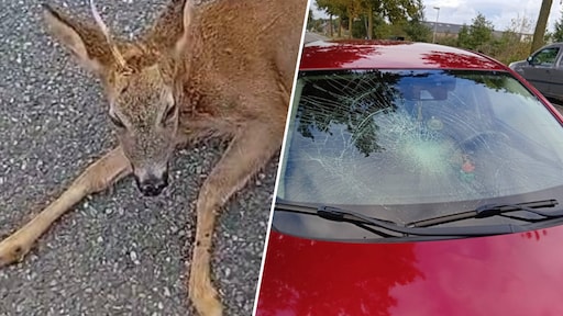 Vrijwilligers dierenambulance belaagd omdat man niet wil dat ree wordt gedood