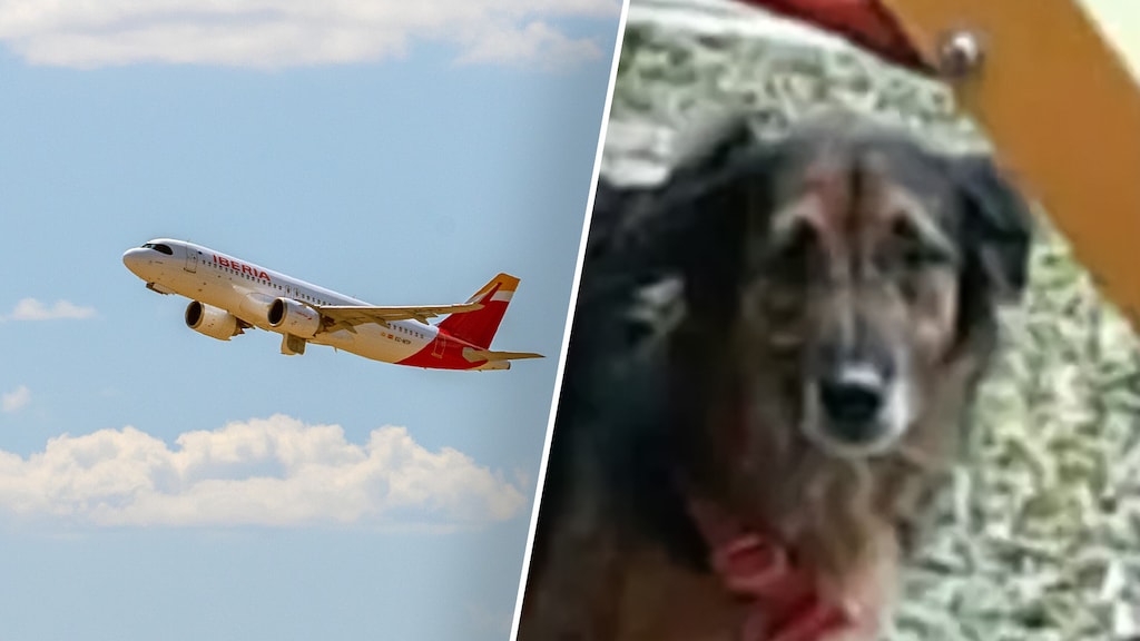 Geen geld voor dood hond in vliegtuig, huisdier staat gelijk aan koffer