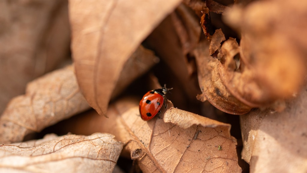 Plotseling lieveheersbeestjes in huis? Hier komt het door