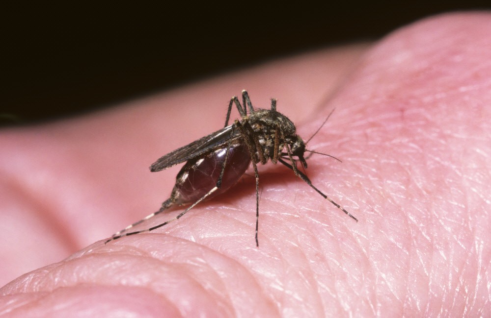 IJsland warmt razendsnel op: voor het eerst muggen gesignaleerd