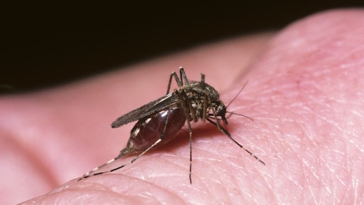 IJsland warmt razendsnel op: voor het eerst muggen gesignaleerd