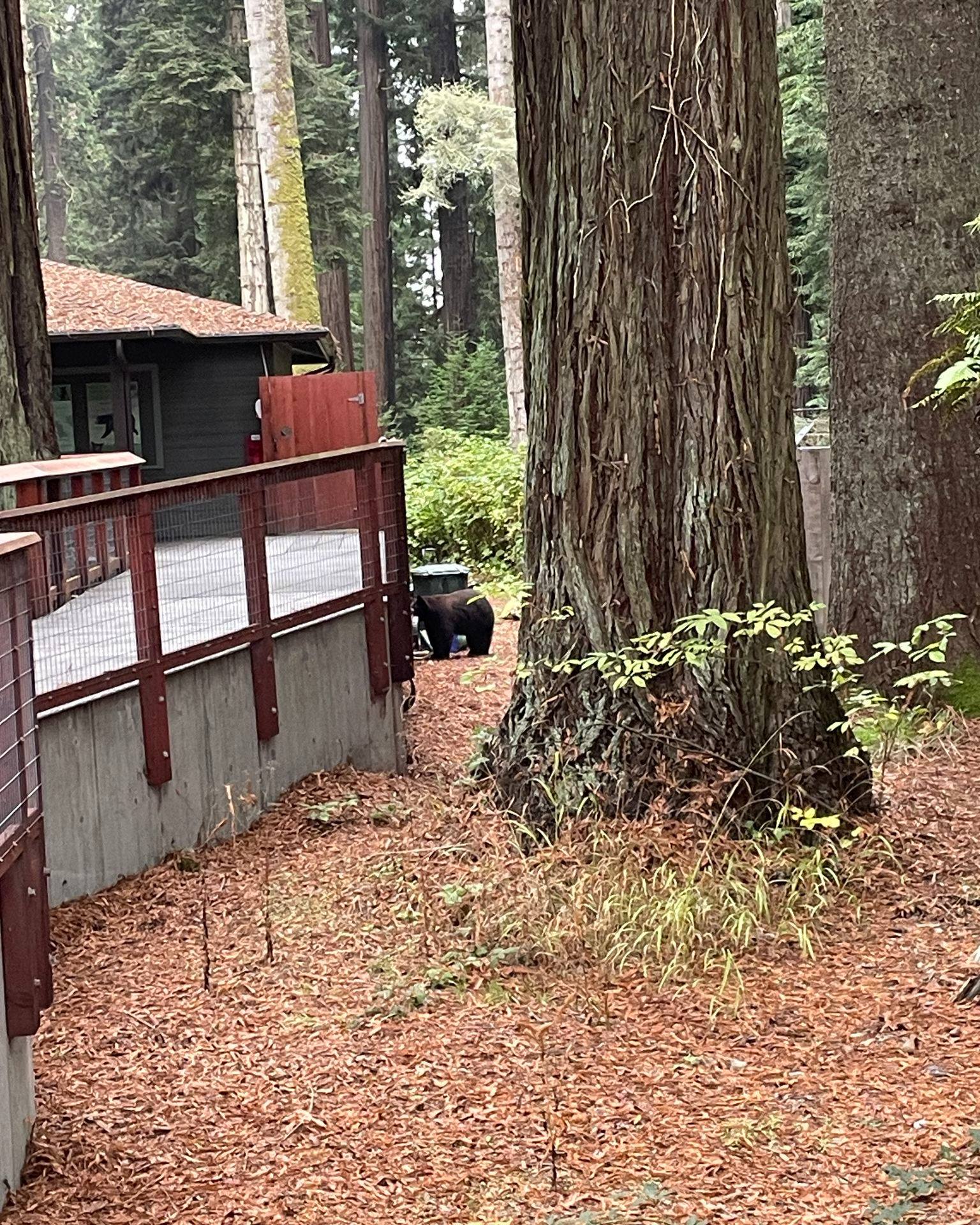 De beer liep richting het berenverblijf in de dierentuin.