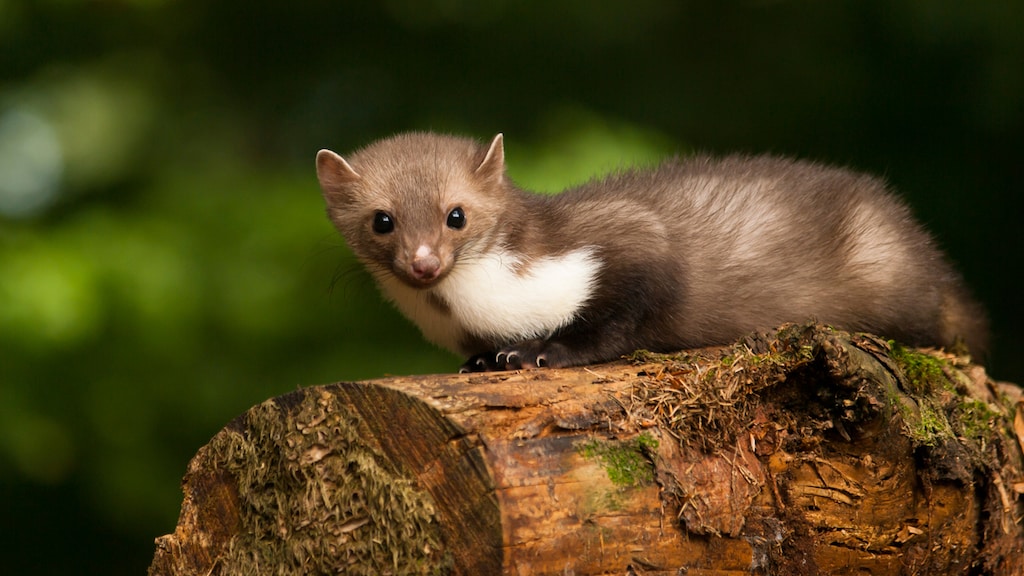 Steenmarter rondom je woning? Zo voorkom je overlast