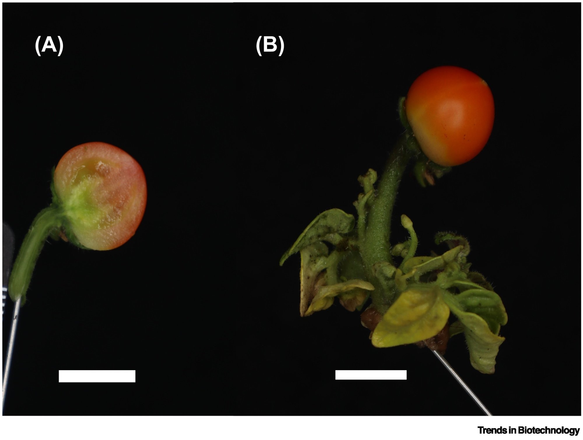 Maak kennis met de tomaat zonder plant, beter voor klimaat en portemonnee