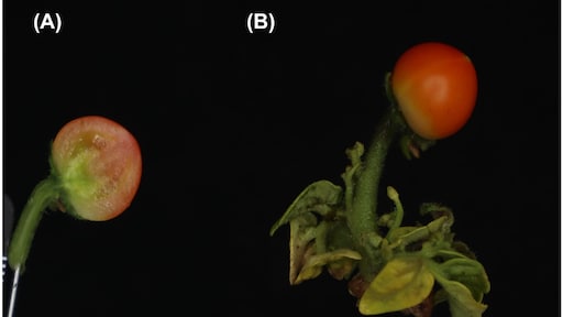 Maak kennis met de tomaat zonder plant, beter voor klimaat en portemonnee