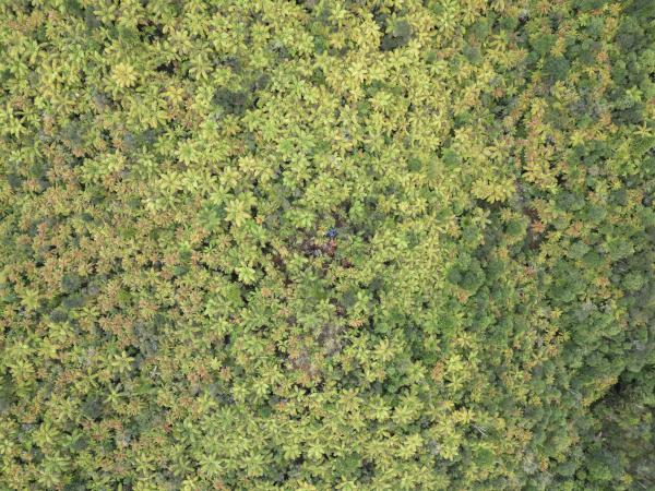 Boven het woud is amper te zien dat er een kamp is opgeslagen