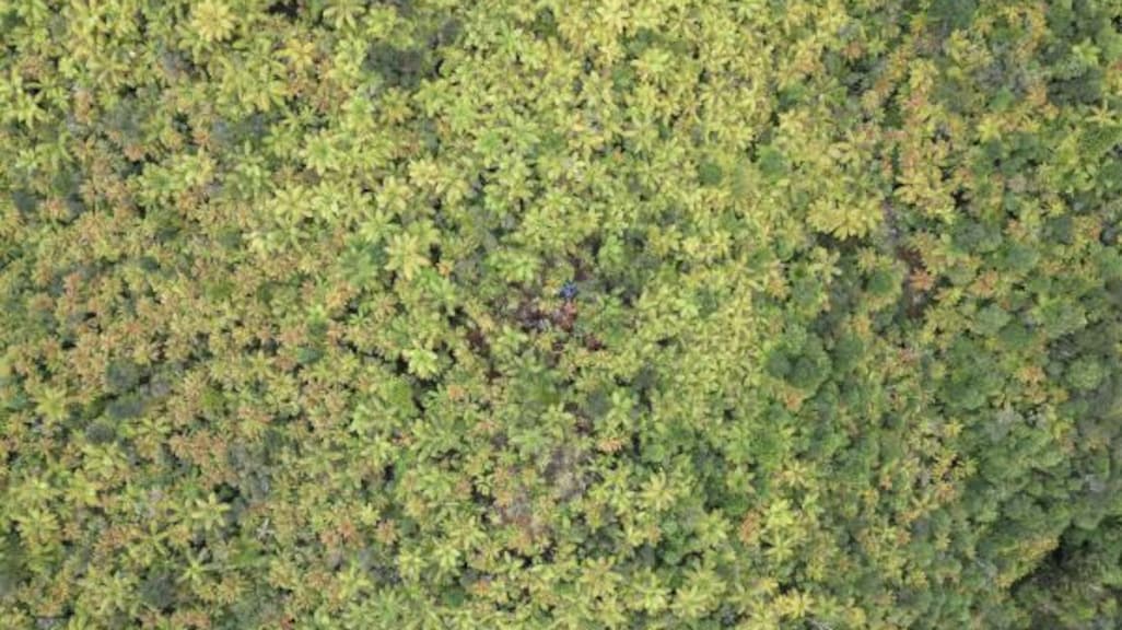 Boven het woud is amper te zien dat er een kamp is opgeslagen