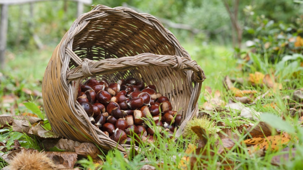 Van kastanjes tot hazelnoten: hier moet je op letten met wildplukken