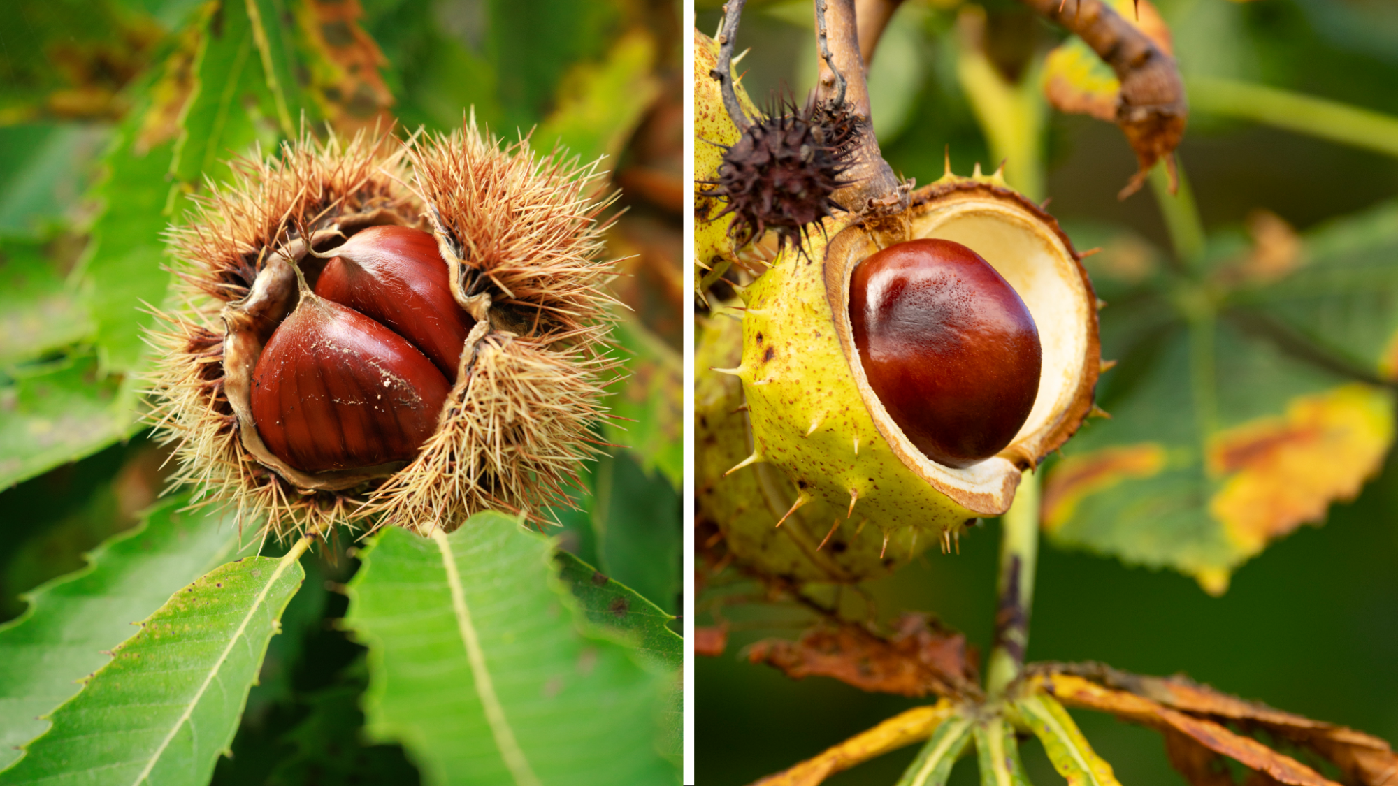 Tamme kastanjes (links) en wilde kastanjes (rechts).