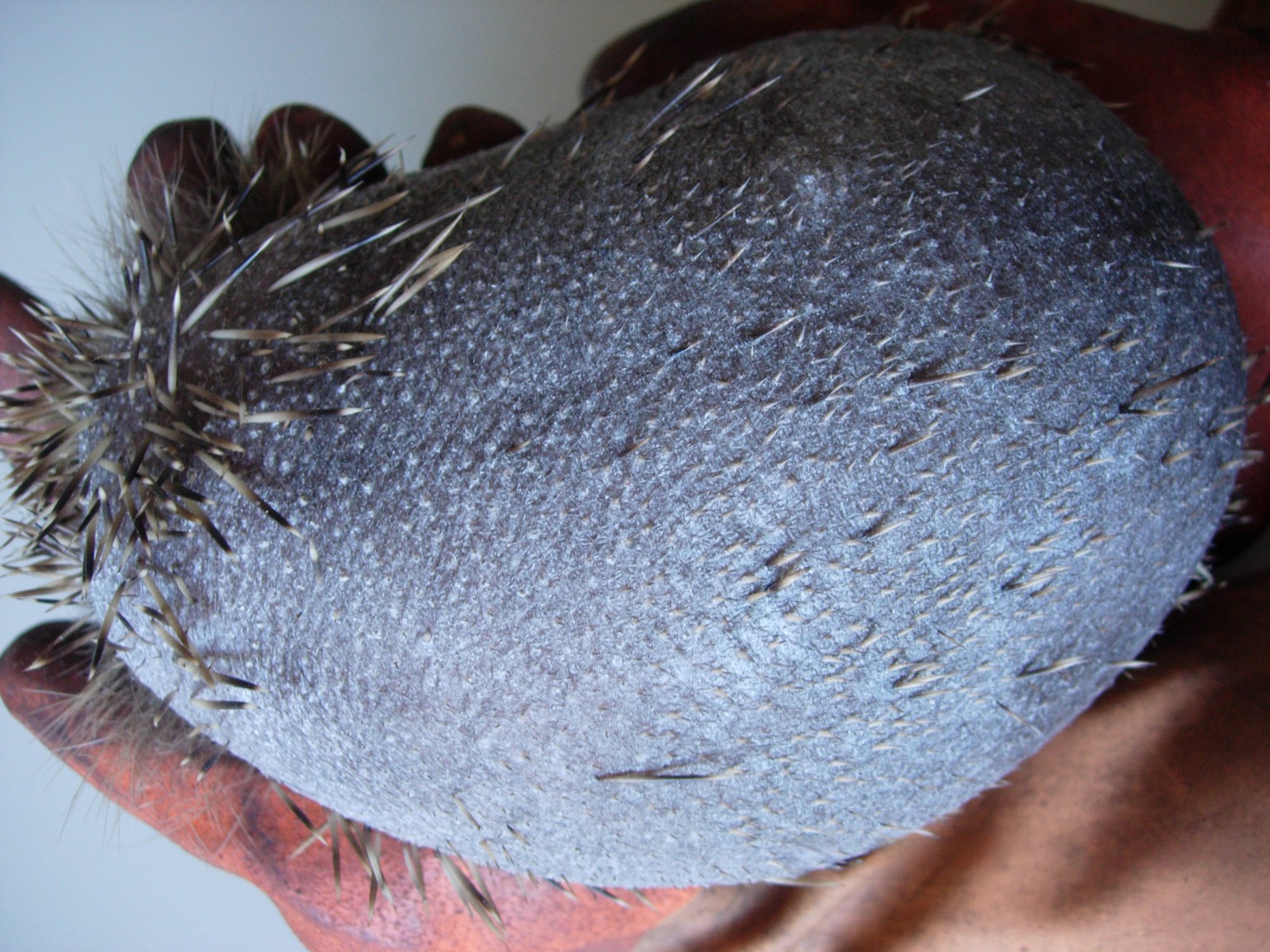 Een zieke, kale egel.