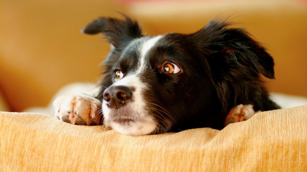 Stress bij je huisdier: zo herken en verhelp je het volgens dierenarts Piet Hellemans