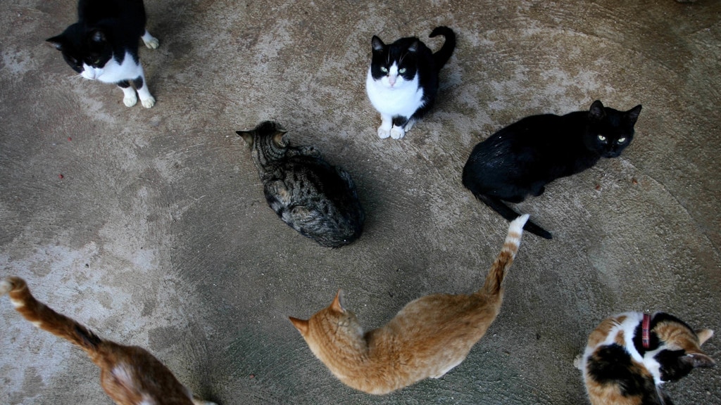In Spanje kom je veel zwerfdieren tegen op straat.