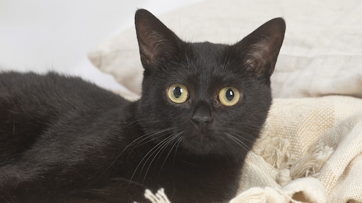 Zwarte katten offeren bij Halloween: Spaanse stad wil einde aan dubieus ritueel