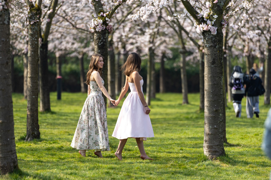 Kersenbomen in 'bloesempark' Amsterdamse bos worden gekapt