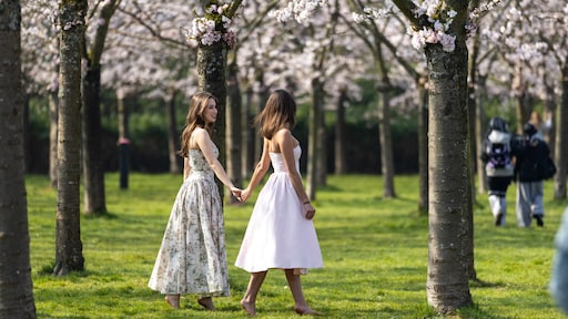 Kersenbomen in 'bloesempark' Amsterdamse bos worden gekapt, maar er komen nieuwe