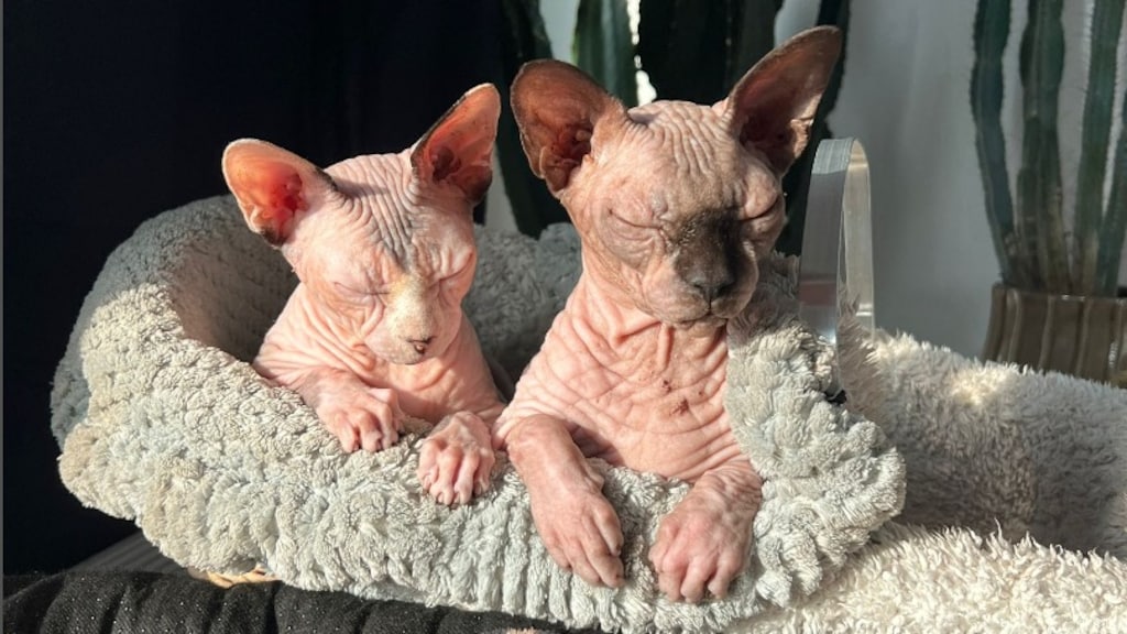 Niet meer knuffelen met naaktkatten zoals Chia: binnenkort aanschaf verboden