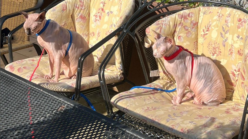 Mais en Chia, met zonnebrand, in de zon.