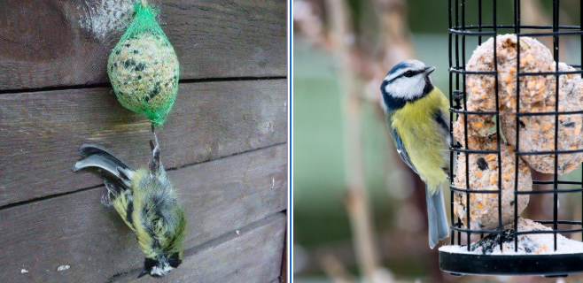 Waarom je vetbollen voor tuinvogels uit de netjes moet halen