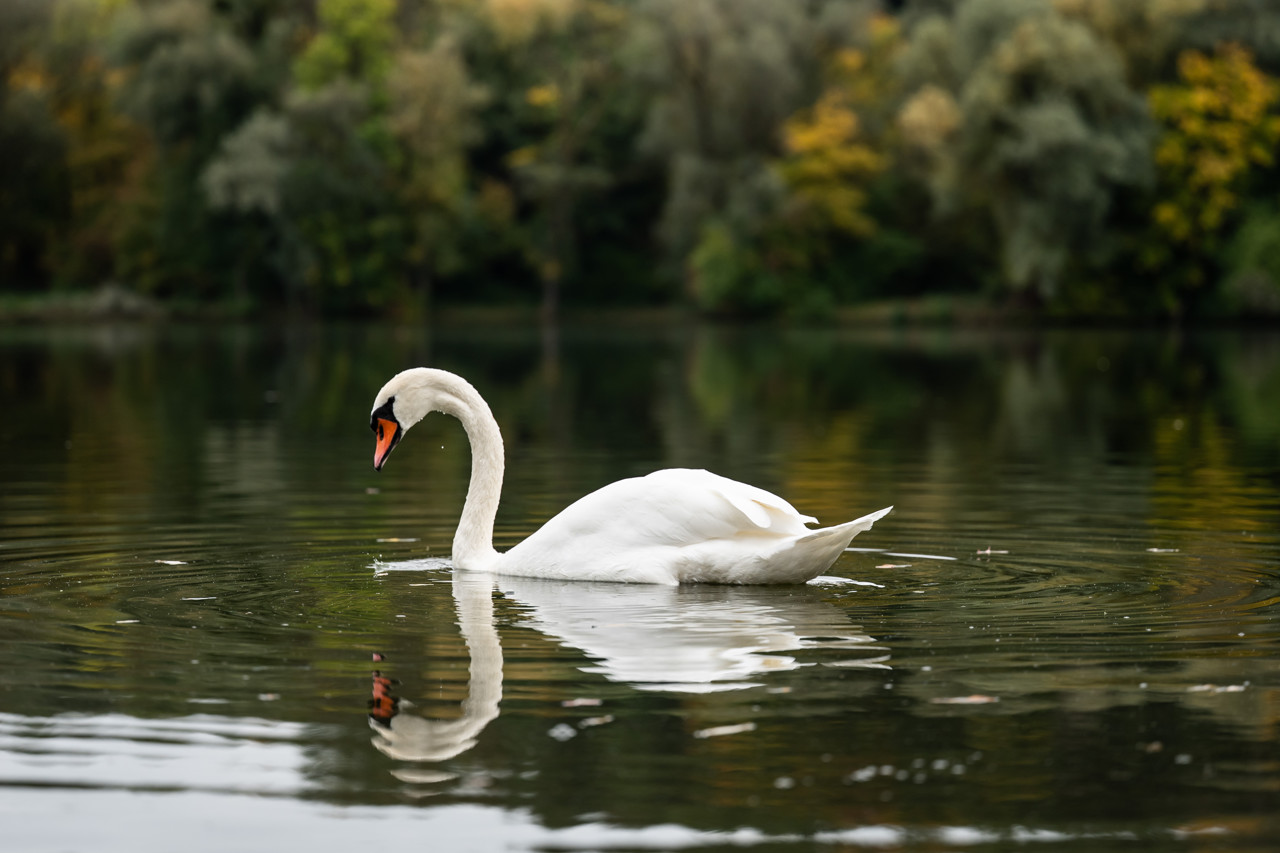 Tientallen dieren moeten worden geruimd in Limburgs dierenpark: 'Besef is er nog niet'