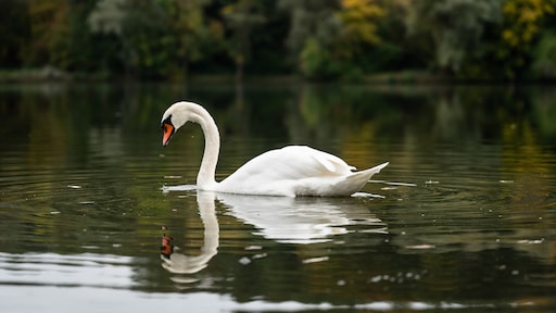 Tientallen dieren moeten worden geruimd in Limburgs dierenpark: 'Besef is er nog niet'