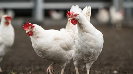 Friesland voegt zich bij provincies met vogelgriep, leghennenbedrijf getroffen