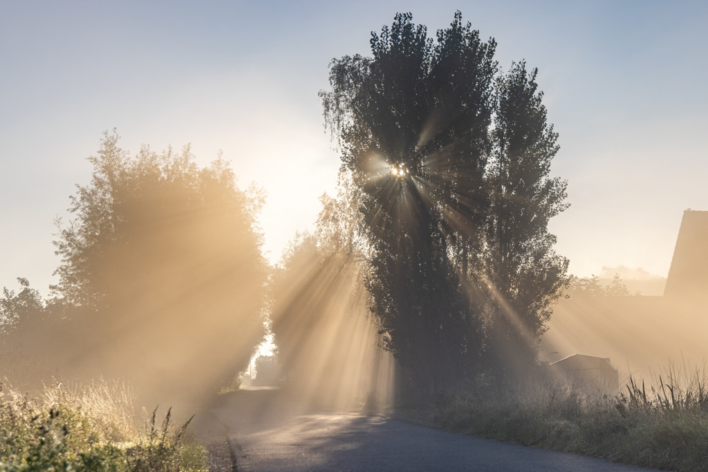 Code geel vanwege dichte mist, eind van de week kans op temperatuurrecord