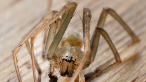 Kelder met dodelijke spinnen ontdekt, terwijl studenten erboven les krijgen