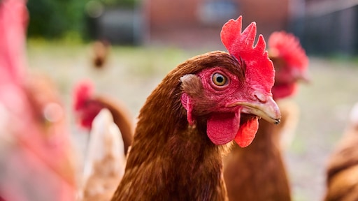 47.000 dieren van pluimveebedrijf Dronten moeten geruimd na vaststelling vogelgriep