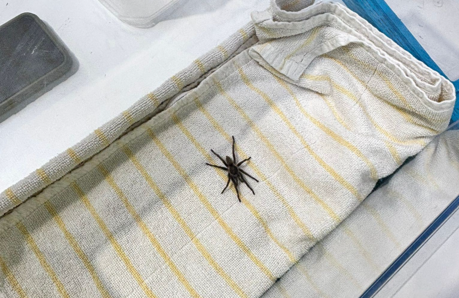 Schorpioen en baviaanspin in bagage: 'Van beet heb je paar dagen last'